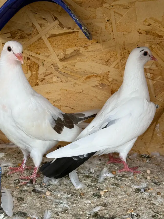 pigeons for sale