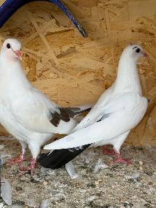 pigeons for sale