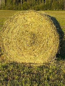 Locally  grown hay
