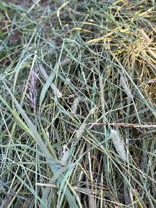 Locally  grown hay - Photo 2