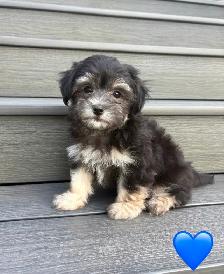 CKC REGISTERED HAVANESE PUPPIES