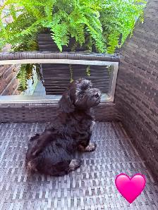 CKC REGISTERED HAVANESE PUPPIES - Photo 2