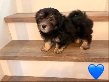 CKC REGISTERED HAVANESE PUPPIES - Photo 3