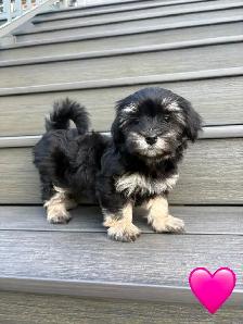 CKC REGISTERED HAVANESE PUPPIES - Photo 4