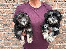 CKC REGISTERED HAVANESE PUPPIES - Photo 5