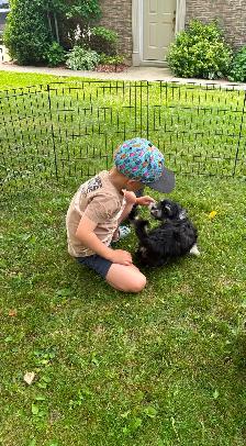 CKC REGISTERED HAVANESE PUPPIES - Photo 6