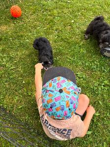 CKC REGISTERED HAVANESE PUPPIES - Photo 7
