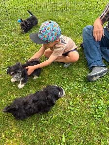CKC REGISTERED HAVANESE PUPPIES - Photo 8