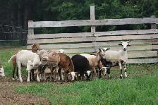 Painted Desert Ewe Lambs 2026