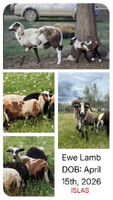 Painted Desert Ewe Lambs 2026 - Photo 2