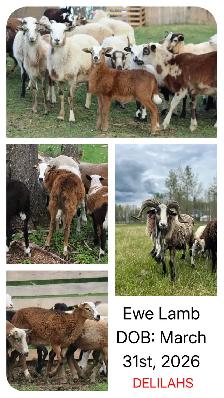 Painted Desert Ewe Lambs 2026 - Photo 4
