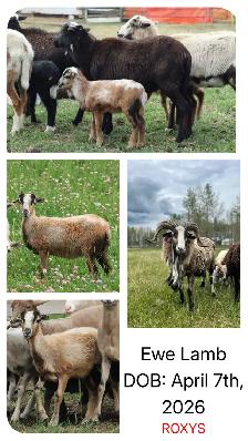 Painted Desert Ewe Lambs 2026 - Photo 5