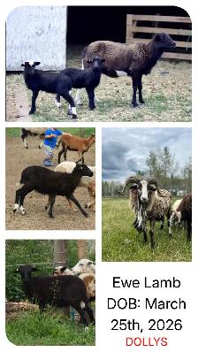 Painted Desert Ewe Lambs 2026 - Photo 6
