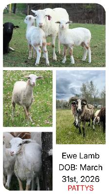 Painted Desert Ewe Lambs 2026 - Photo 7