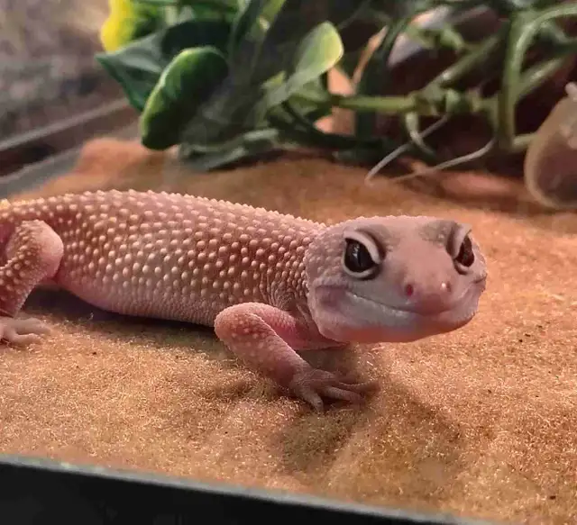 baby leopard geckos
