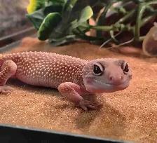 baby leopard geckos