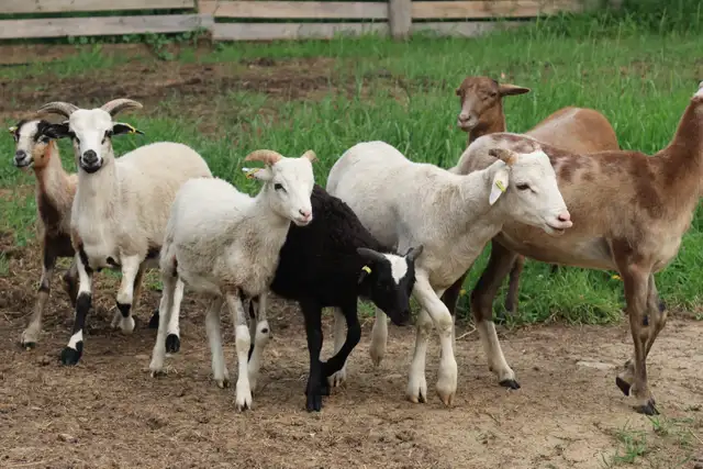Painted Desert Ram Lambs 2026