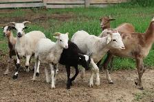 Painted Desert Ram Lambs 2026