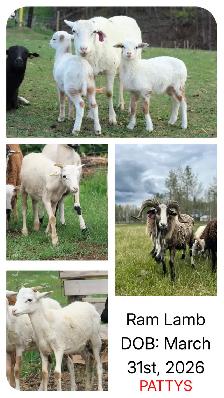 Painted Desert Ram Lambs 2026 - Photo 3
