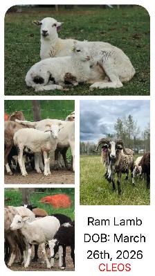 Painted Desert Ram Lambs 2026 - Photo 5