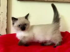 ♥️ RAGDOLL MUNCHKIN  ♥️