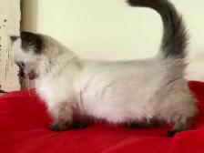 ♥️ RAGDOLL MUNCHKIN  ♥️ - Photo 2