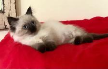 ♥️ RAGDOLL MUNCHKIN  ♥️ - Photo 3