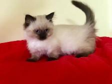 ♥️ RAGDOLL MUNCHKIN  ♥️ - Photo 4