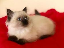 ♥️ RAGDOLL MUNCHKIN  ♥️ - Photo 5