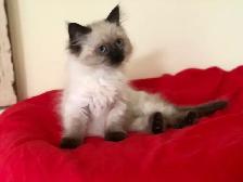 ♥️ RAGDOLL MUNCHKIN  ♥️ - Photo 6