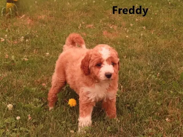 F1b Mini Golden doodle puppies