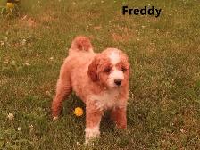 F1b Mini Golden doodle puppies