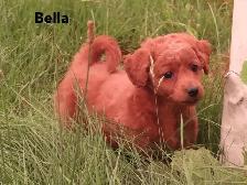 F1b Mini Golden doodle puppies - Photo 2
