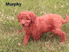 F1b Mini Golden doodle puppies - Photo 3