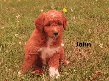 F1b Mini Golden doodle puppies - Photo 4