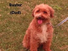 F1b Mini Golden doodle puppies - Photo 5