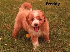F1b Mini Golden doodle puppies - Photo 6