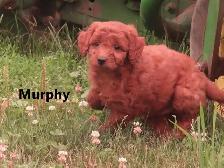 F1b Mini Golden doodle puppies - Photo 7