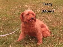 F1b Mini Golden doodle puppies - Photo 8