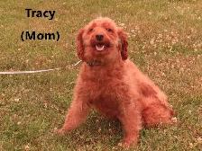 F1b Mini Golden doodle puppies - Photo 9