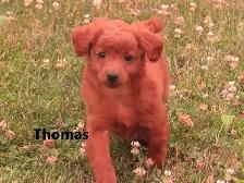 F1b Mini Golden doodle puppies - Photo 10