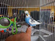 1 YEAR OLD  VIOLET  MALE BUDGIE  FOR SALE - Photo 2