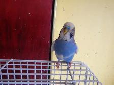 1 YEAR OLD  VIOLET  MALE BUDGIE  FOR SALE - Photo 4