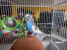 1 YEAR OLD  VIOLET  MALE BUDGIE  FOR SALE - Photo 7