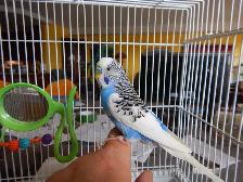 1 YEAR OLD  VIOLET  MALE BUDGIE  FOR SALE - Photo 8