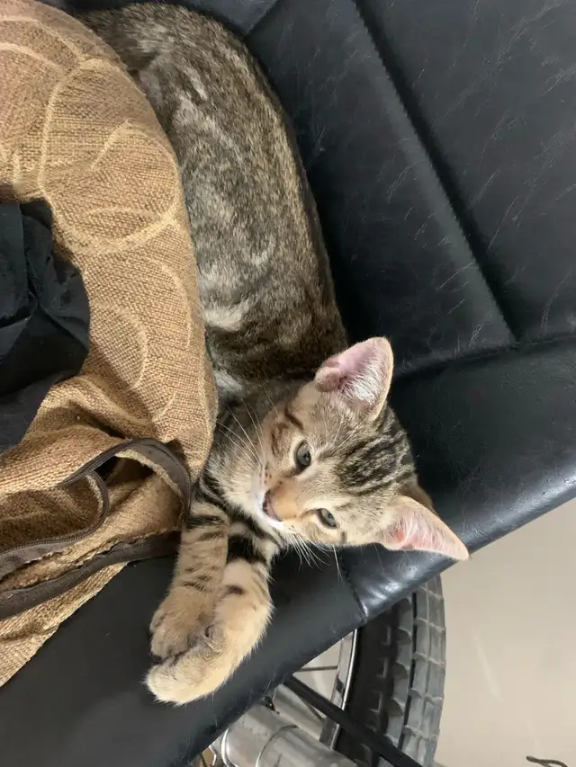 BeBe Bengal/tabby