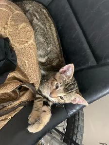 BeBe Bengal/tabby