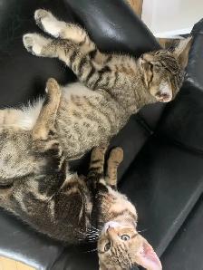 BeBe Bengal/tabby - Photo 2