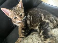BeBe Bengal/tabby - Photo 3