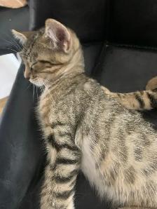 BeBe Bengal/tabby - Photo 4